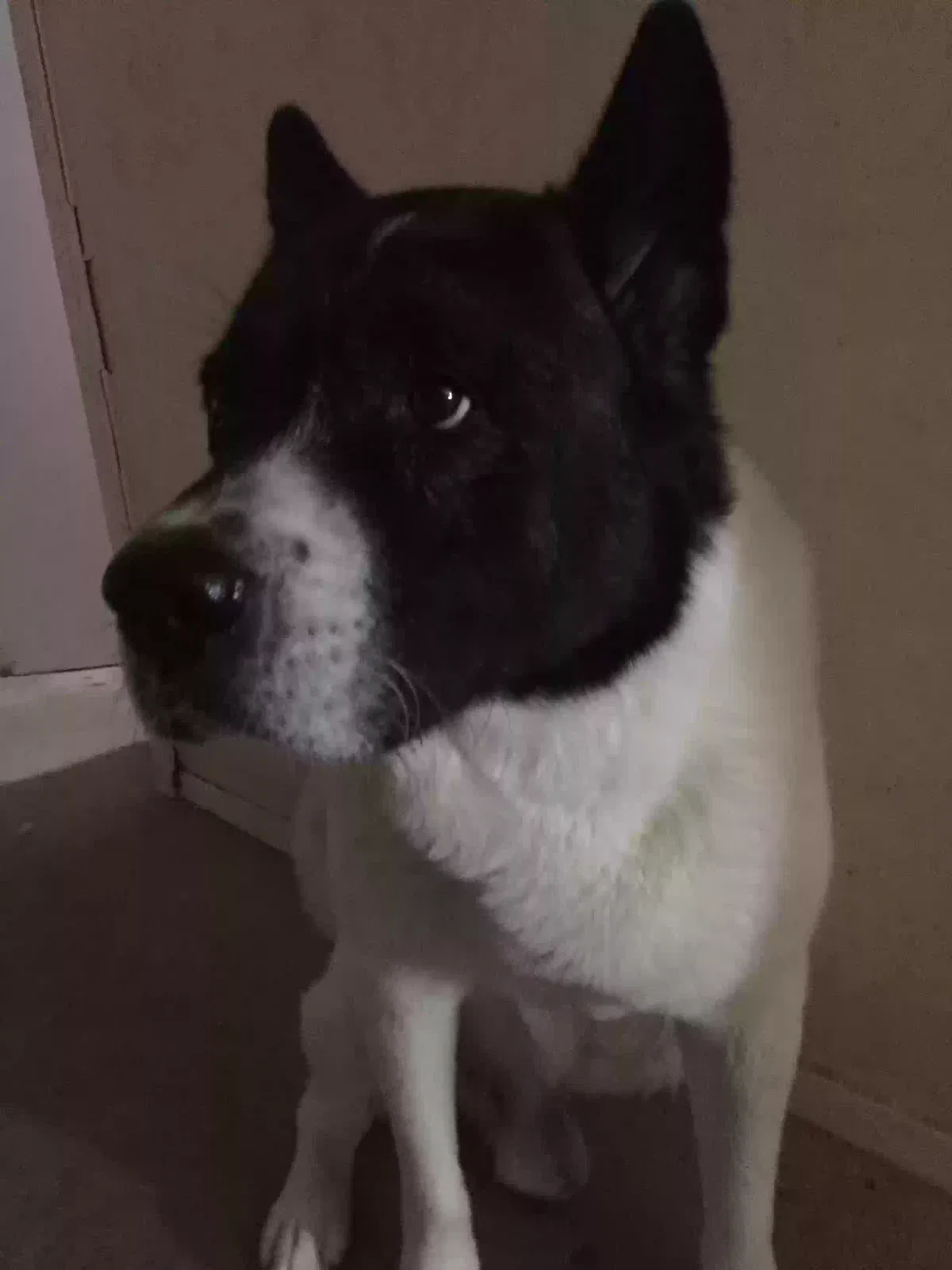 Lost dog in Columbia, MD, 21045