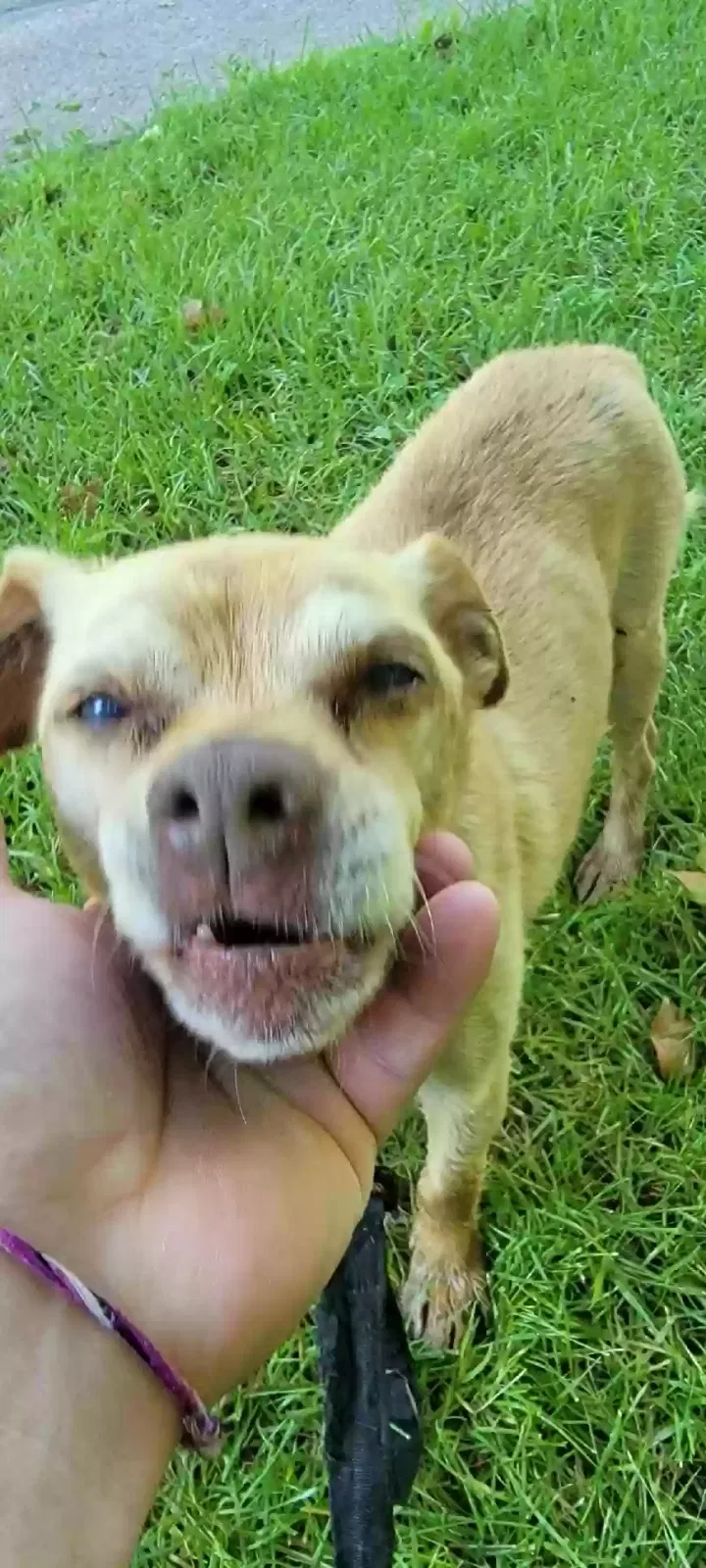 Found dog in Ashland, OH, 44805