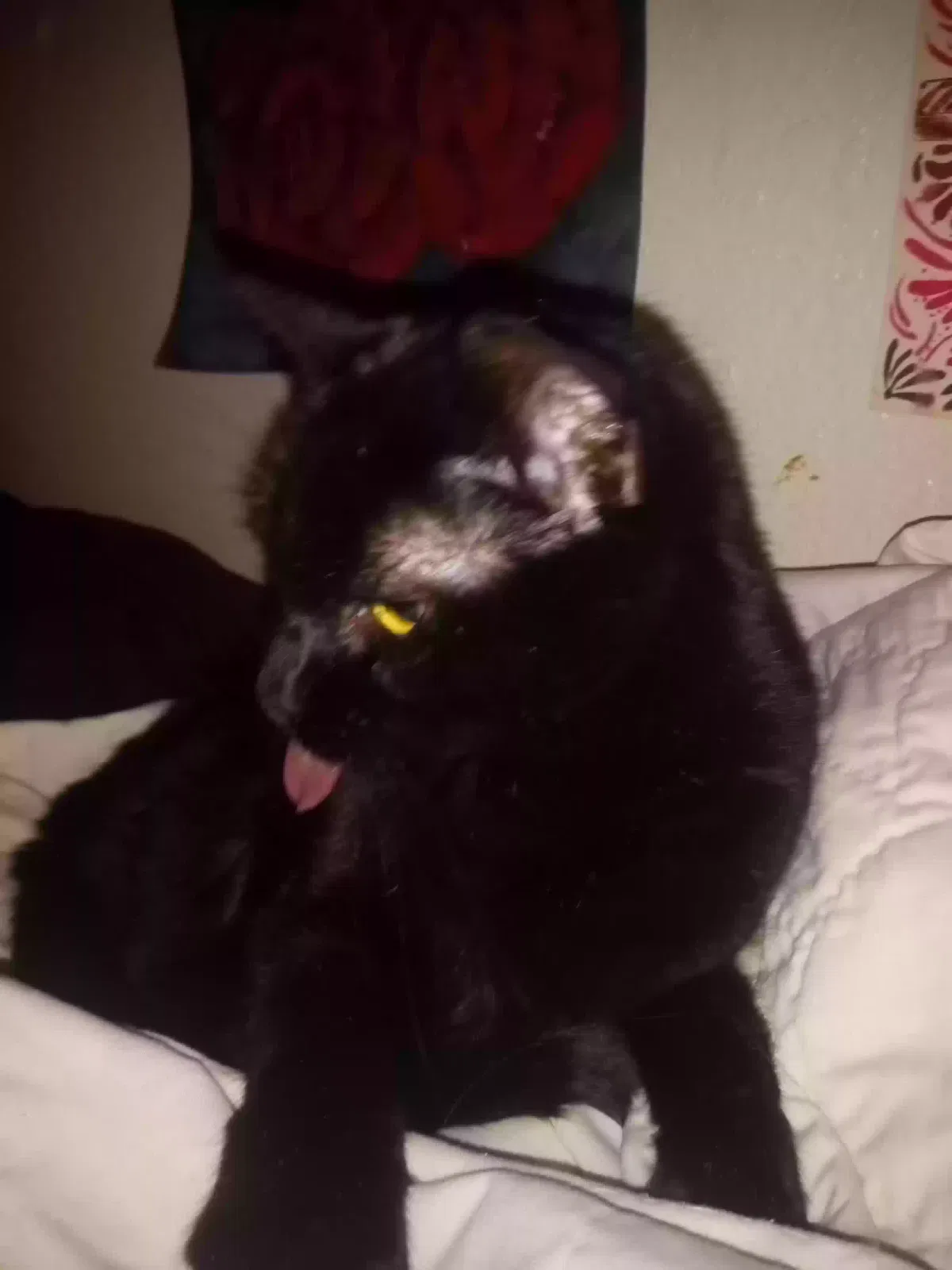 Lost cat in Las Vegas, NV, 89101