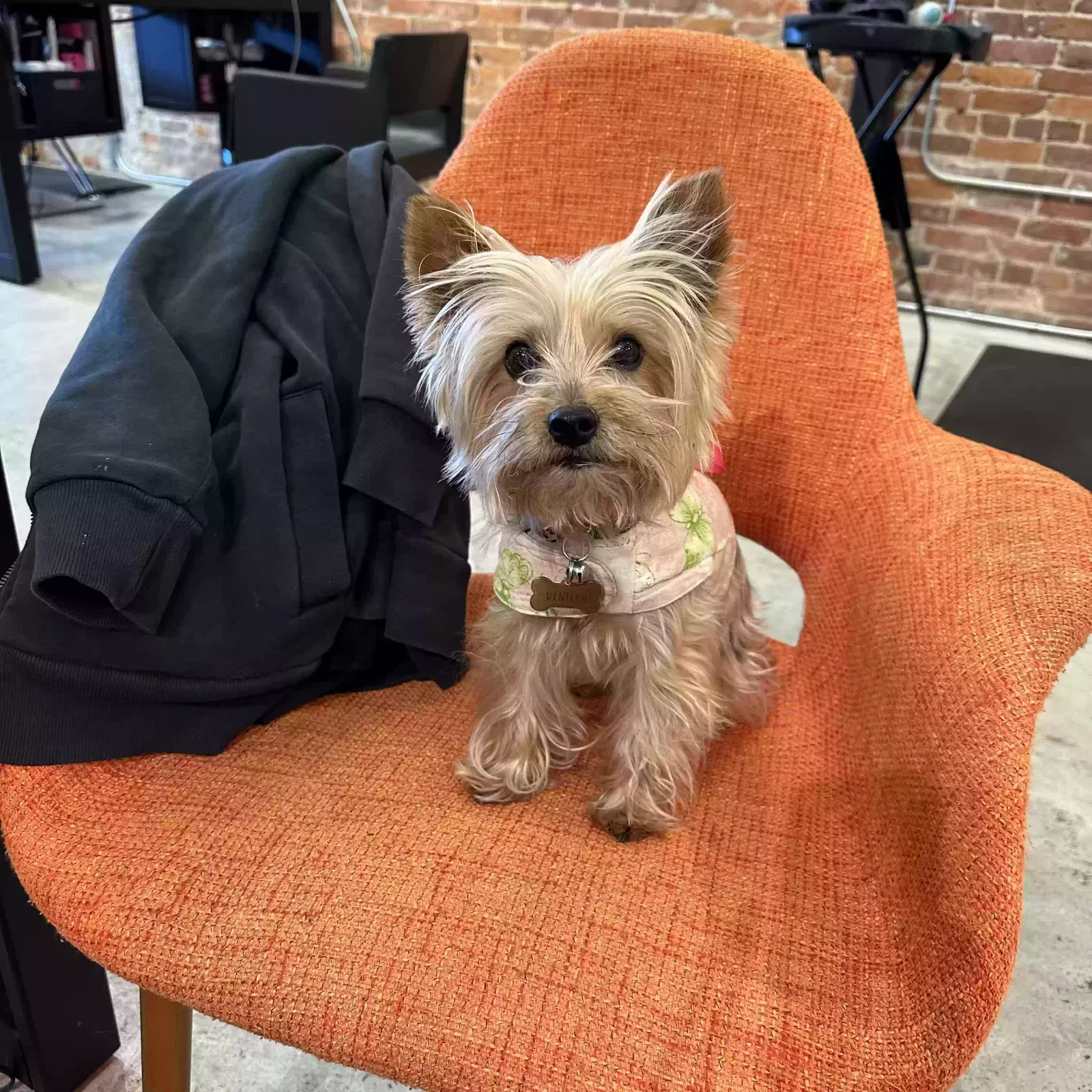 Lost dog in Pittsburg, CA, 94565