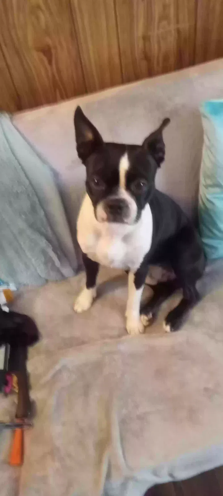 Found dog in North Augusta, SC, 29841