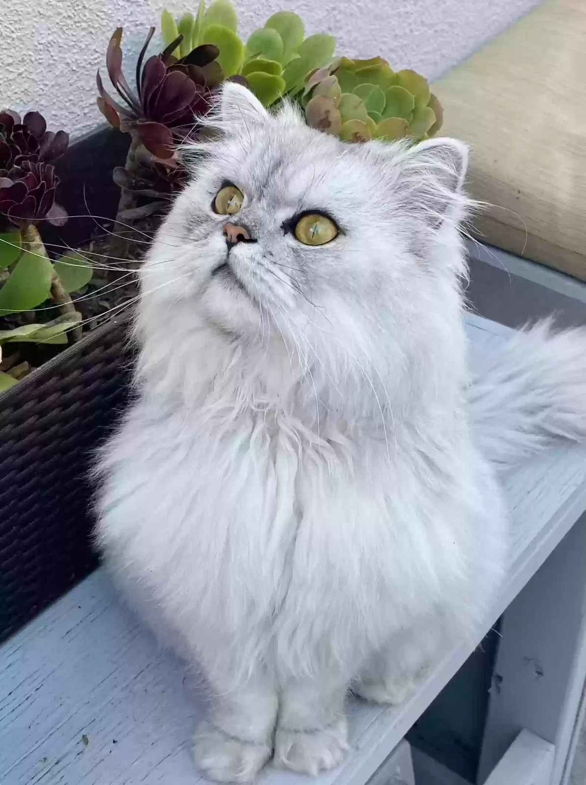 Lost cat in Culver City, CA, 90230