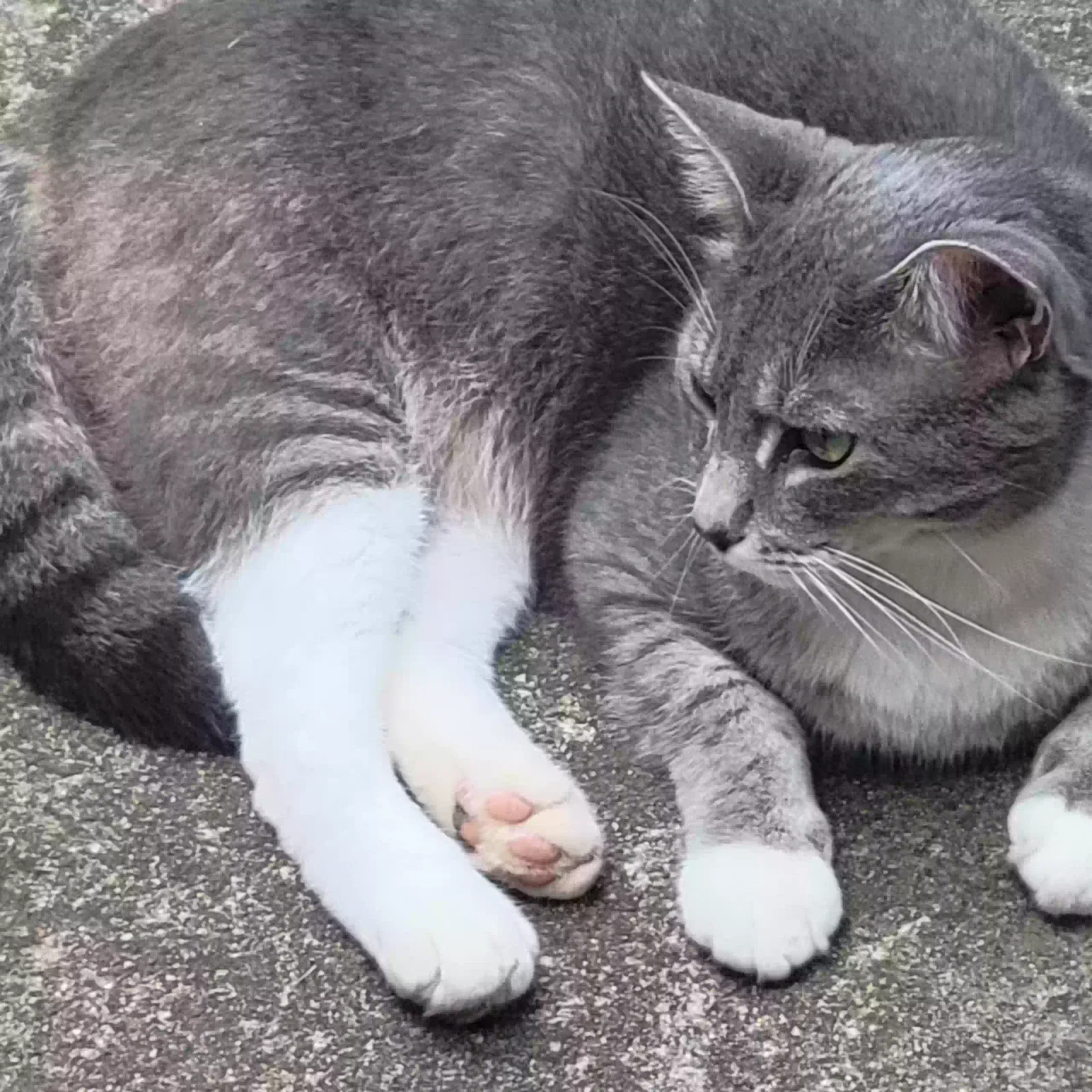 Lost cat in Greensboro, NC, 27408
