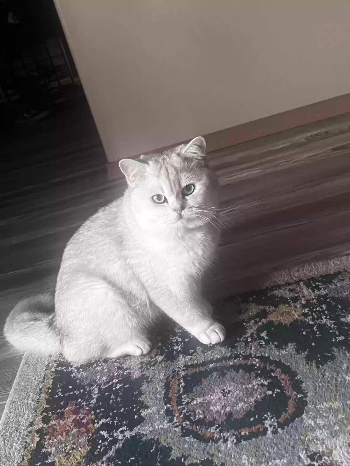 Lost cat in Spanaway, WA, 98387
