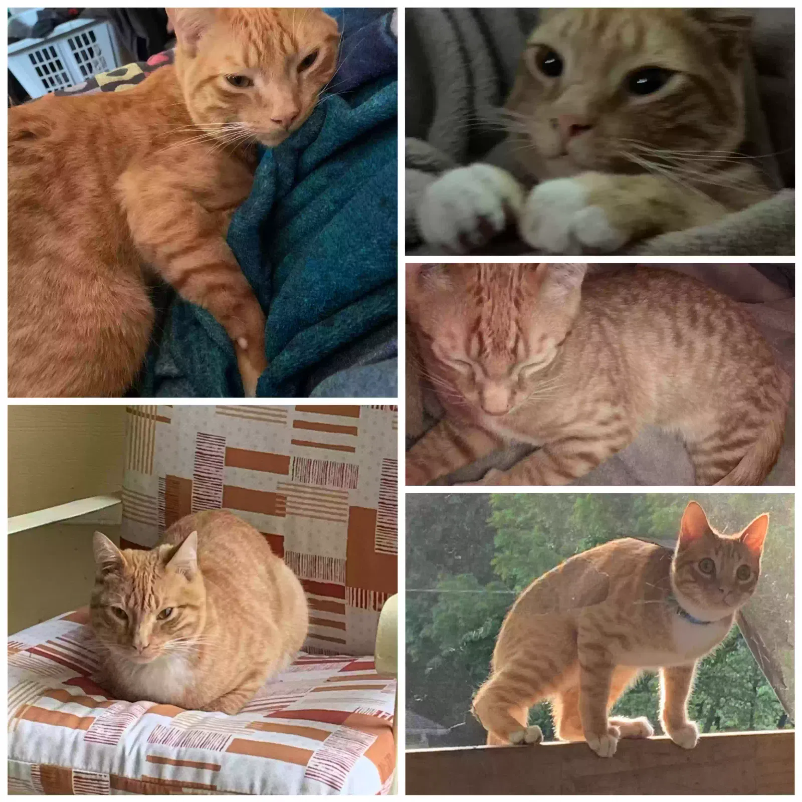 Lost cat in Kansas City, KS, 66103