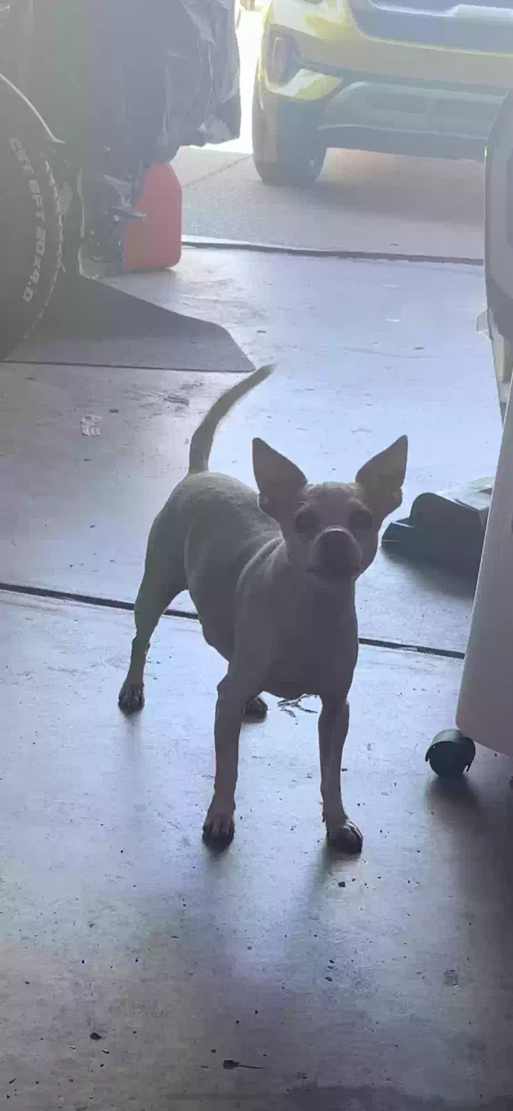 Lost dog in Carmichael, CA, 95608