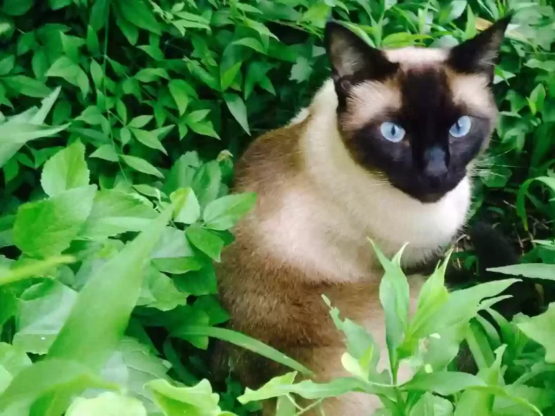Lost cat in Fort Worth, TX, 76108