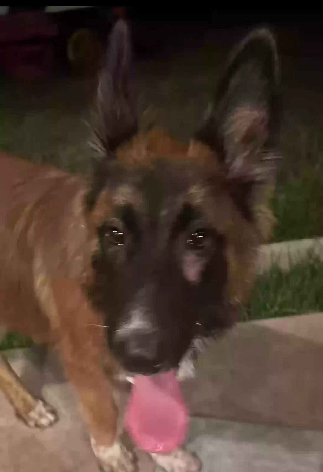 Found dog in San Antonio, TX, 78233