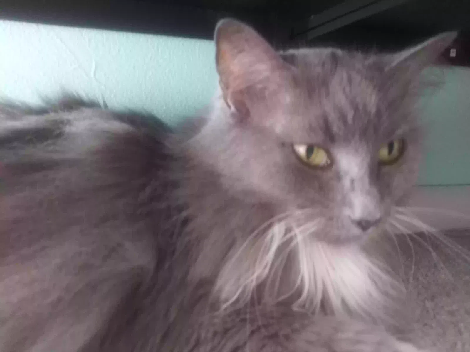 Lost cat in Eustis, FL, 32726