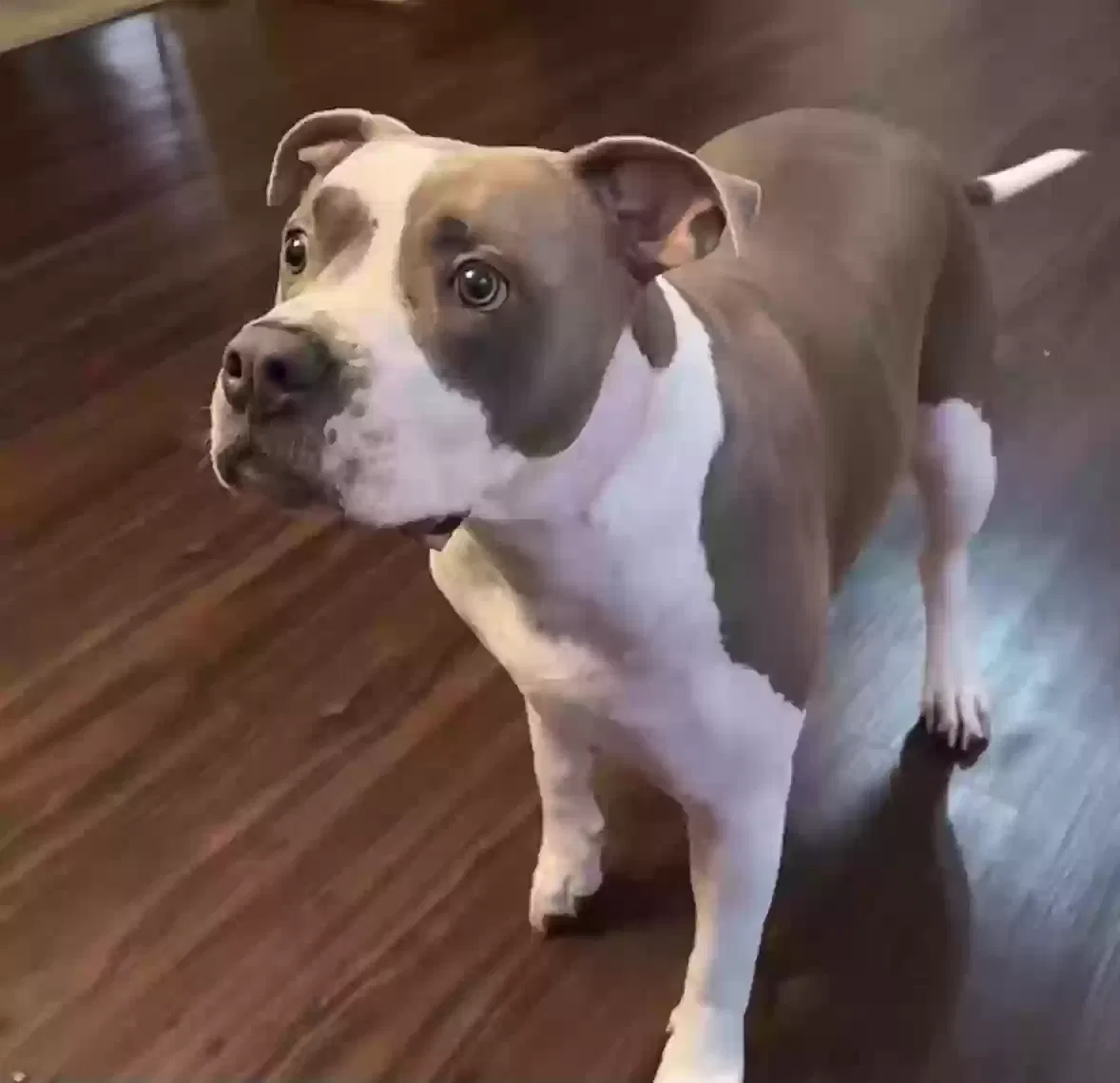 Lost dog in Salisbury, MD, 21804