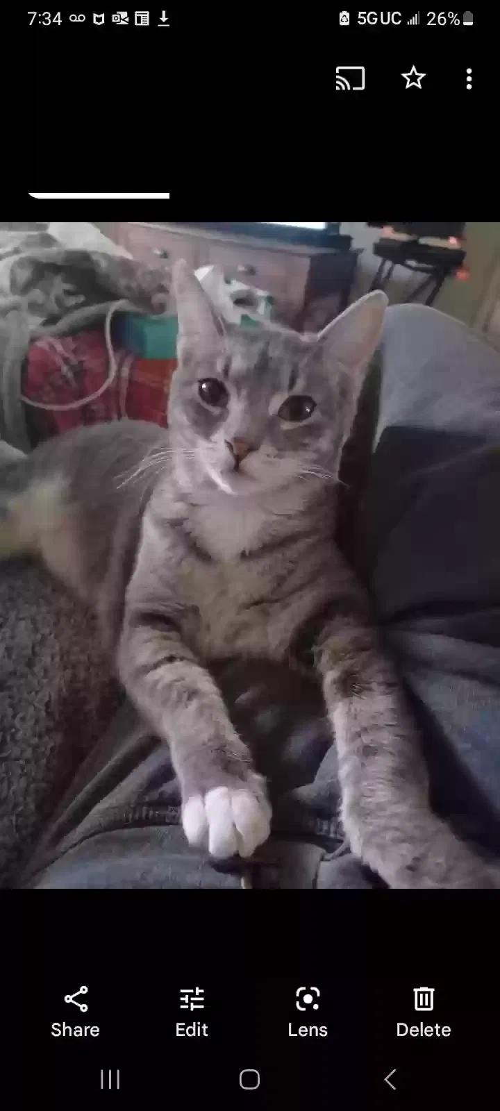 Lost cat in North Highlands, CA, 95660