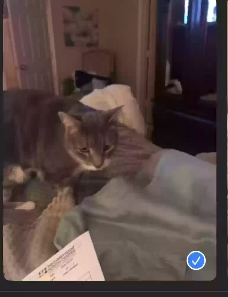 Lost cat in Fredericksburg, VA, 22407