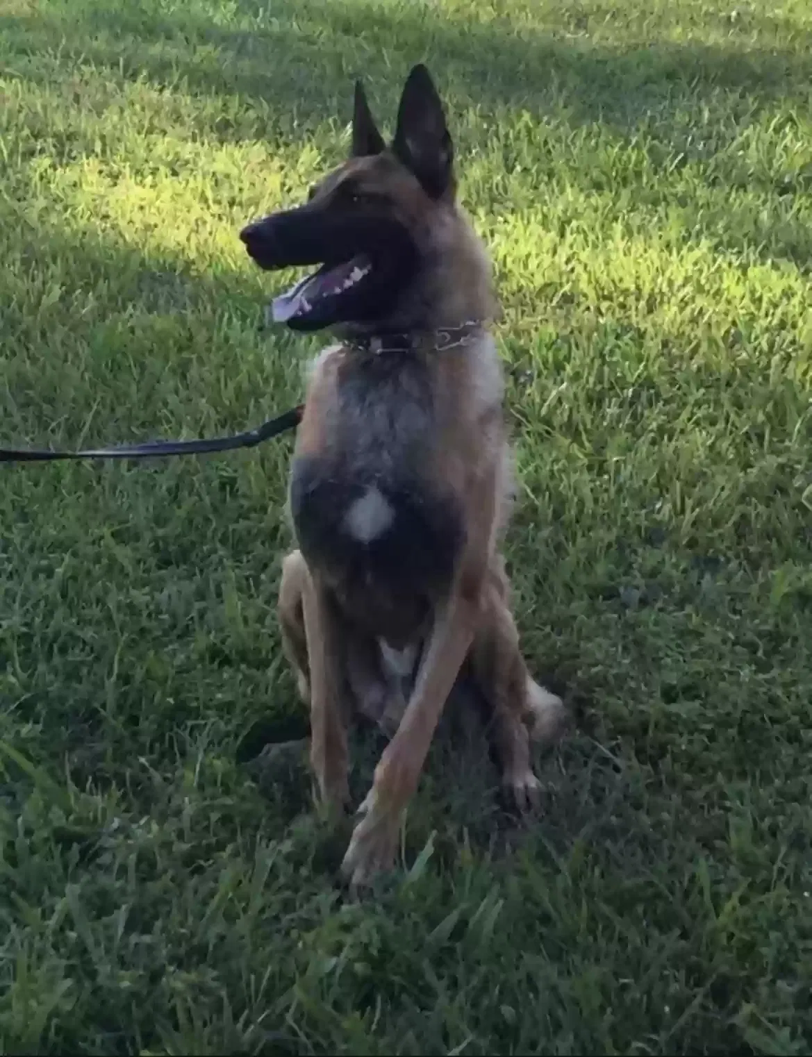 Lost dog in Charleston, WV, 25303