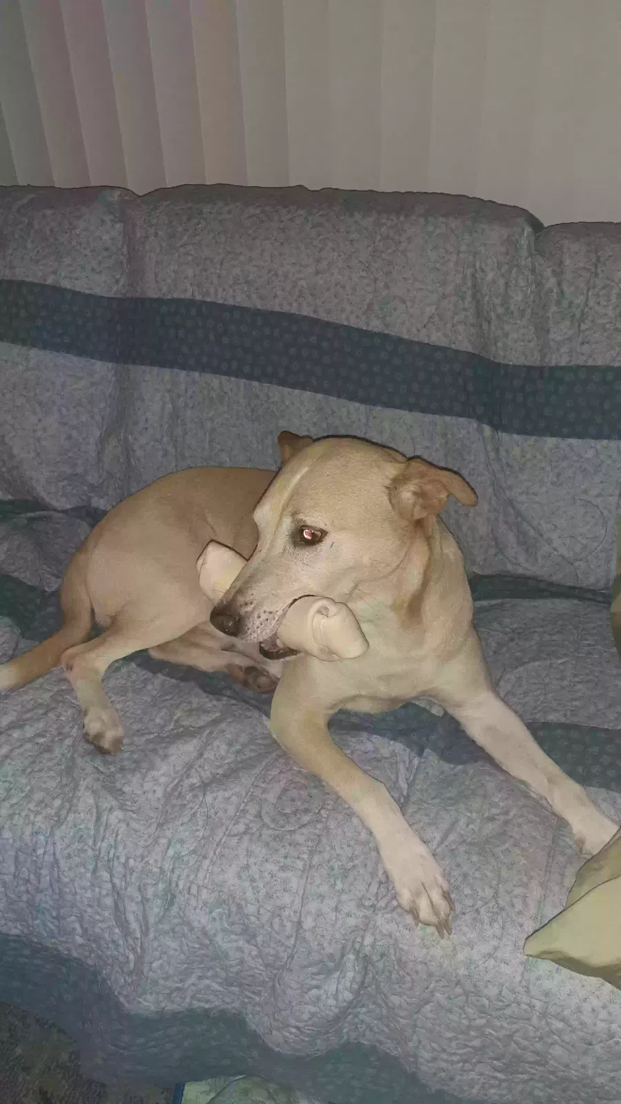 Lost dog in Dunnellon, FL, 34434