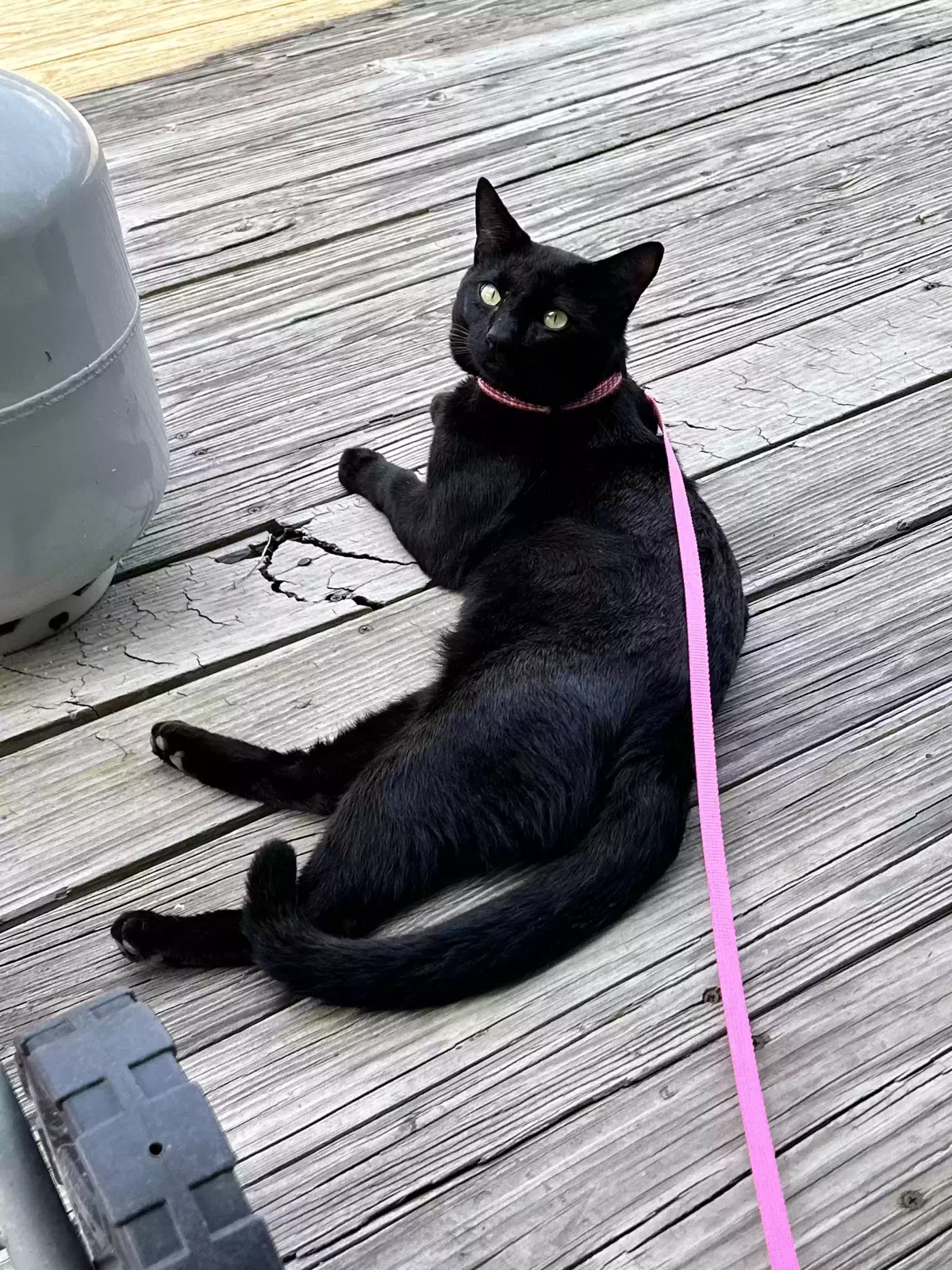 Lost cat in Brighton, CO, 80601