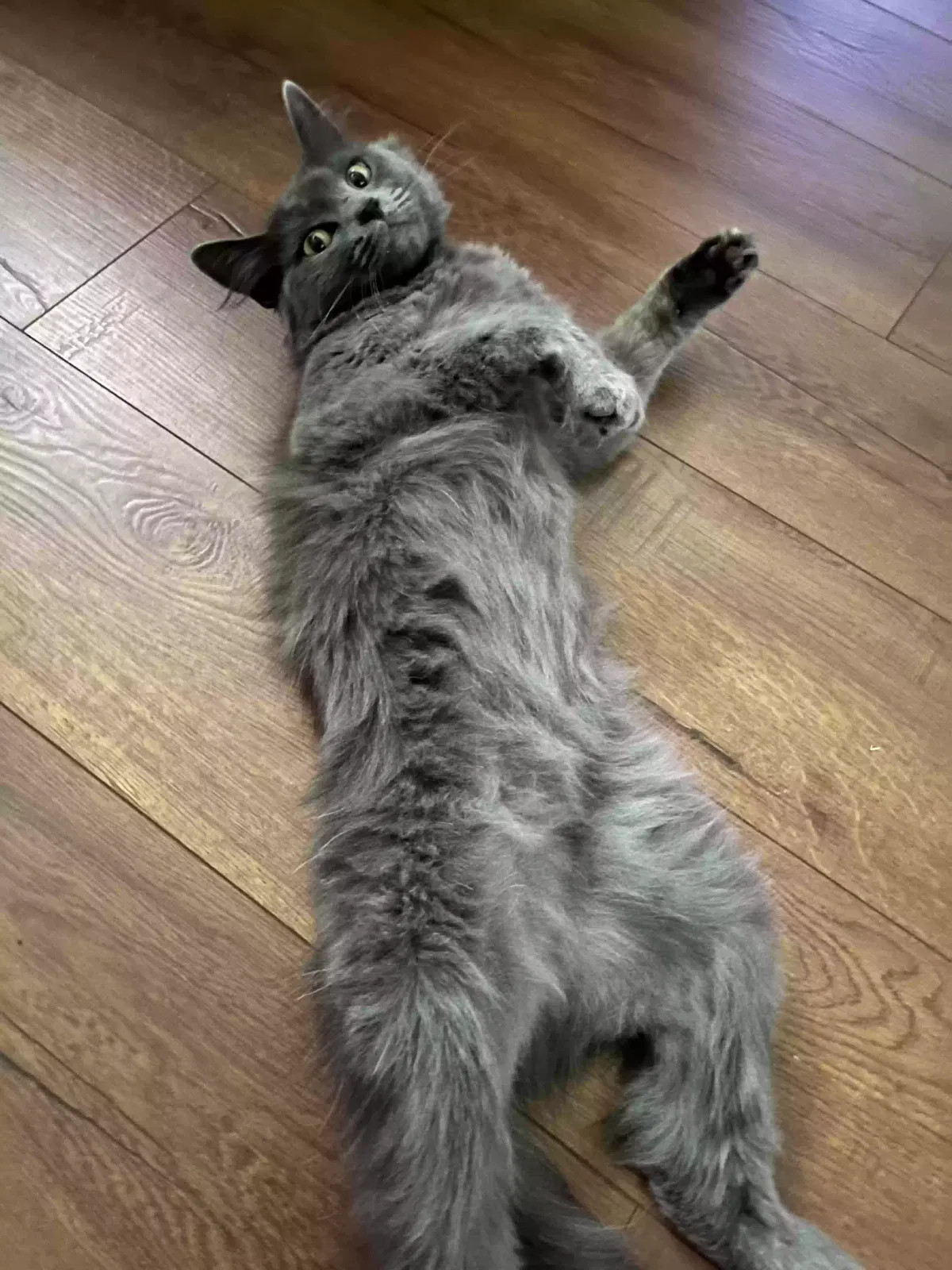Lost cat in Redlands, CA, 92374