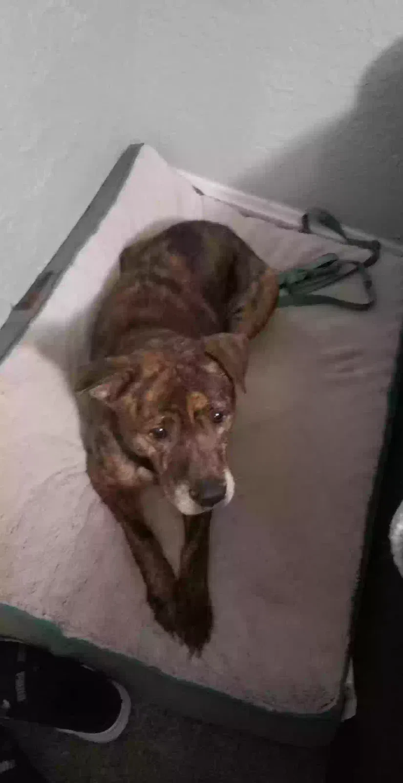 Lost dog in Kansas City, MO, 64126