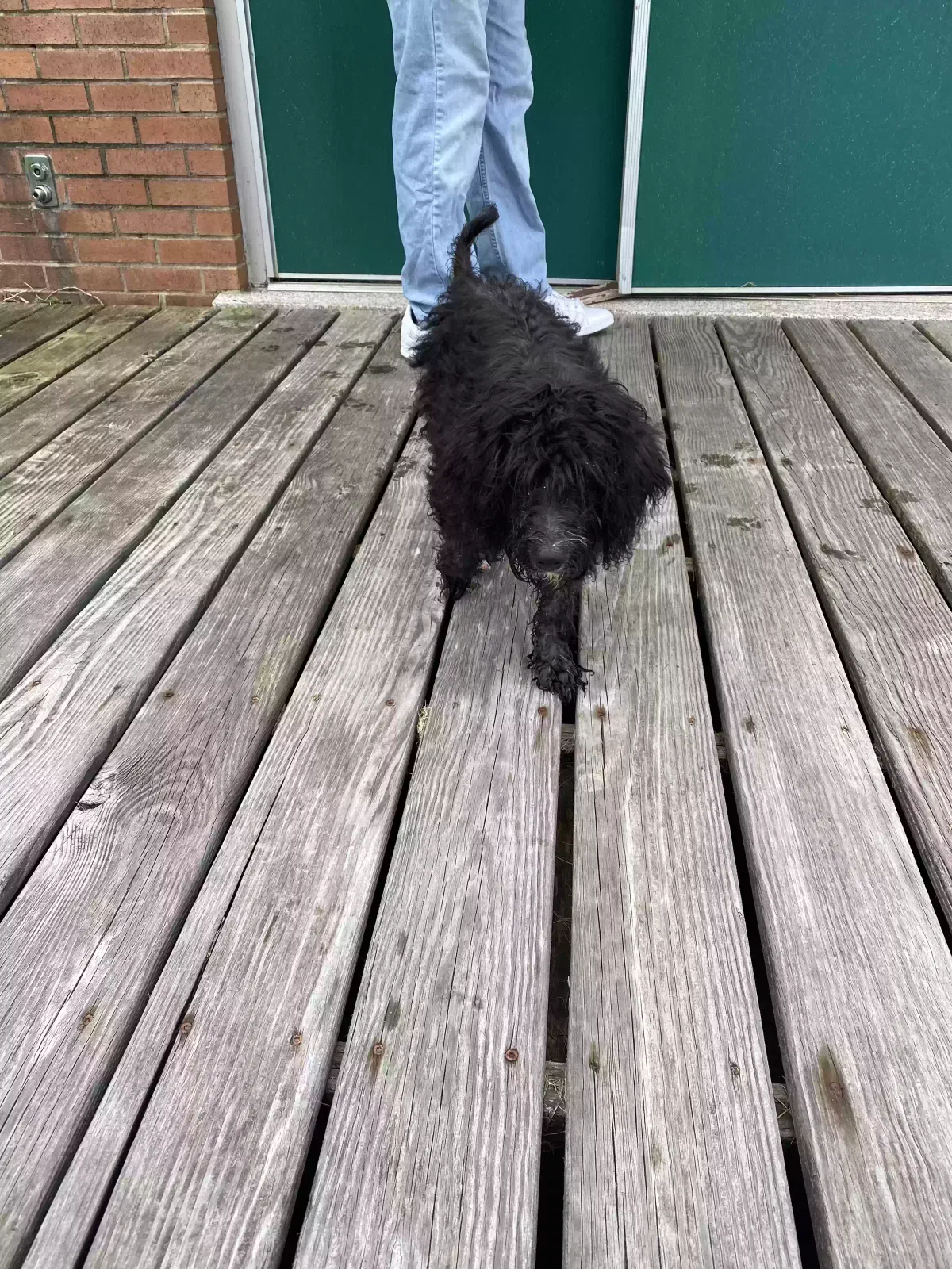 Found dog in Narberth, PA, 19072
