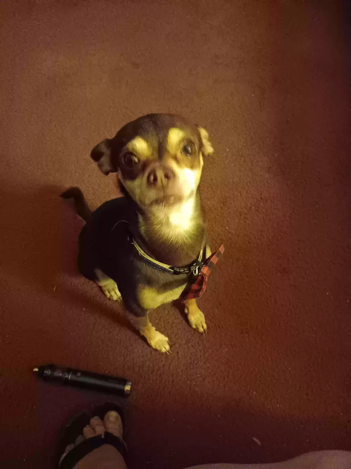 Lost dog in Pinon Hills, CA, 92372