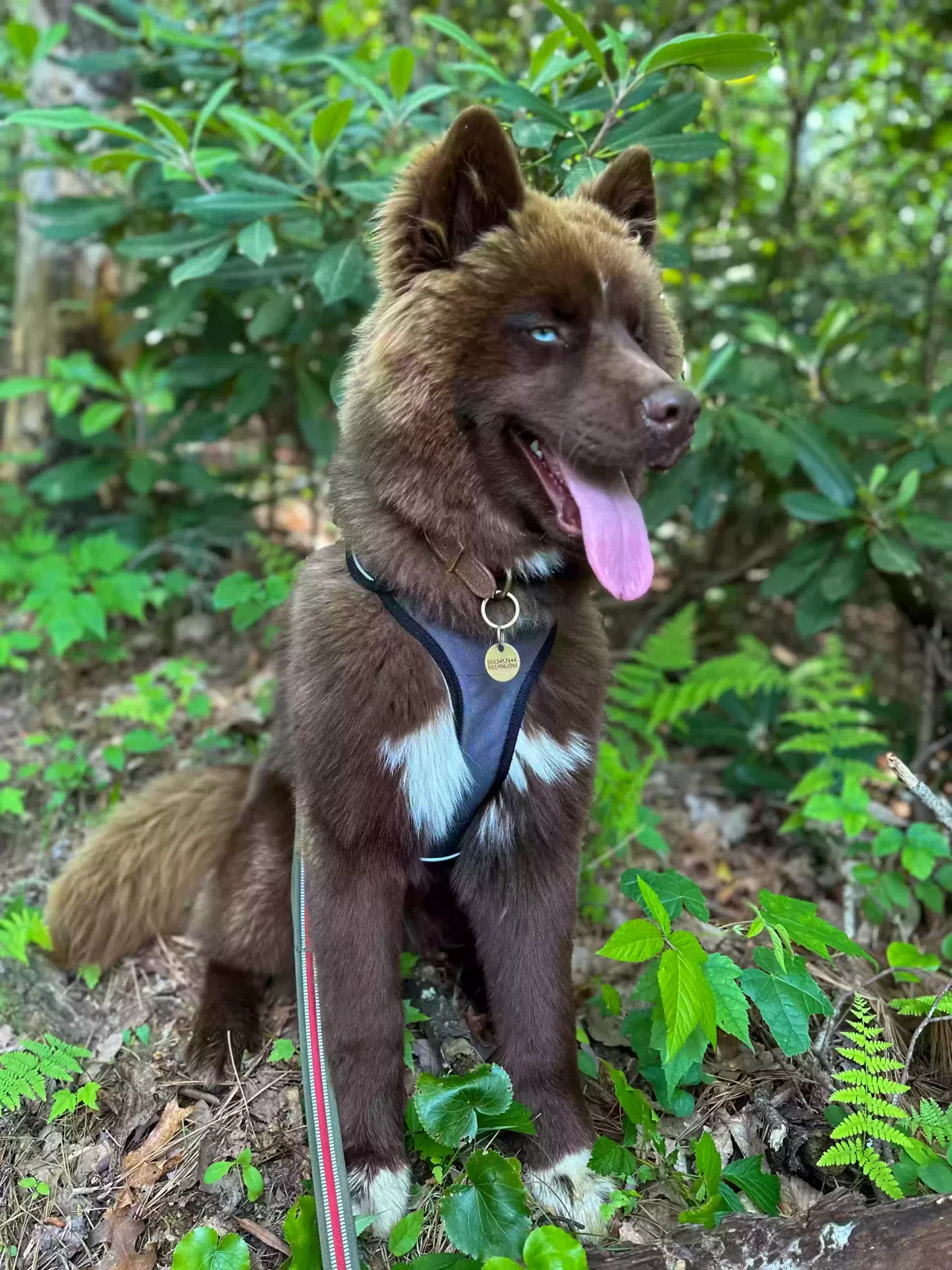Lost dog in Louisville, KY, 40219