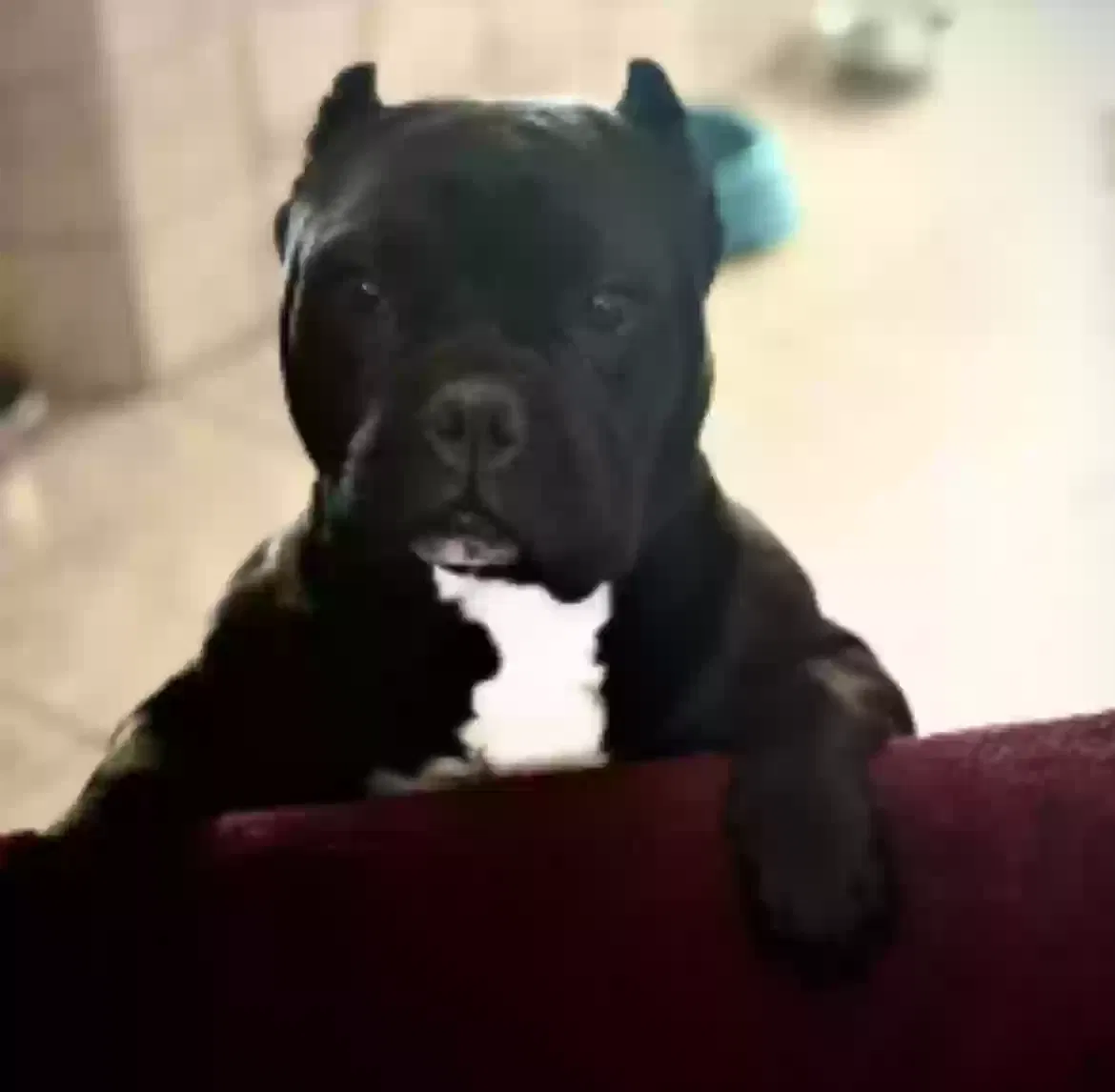 Lost dog in Denver, CO, 80221