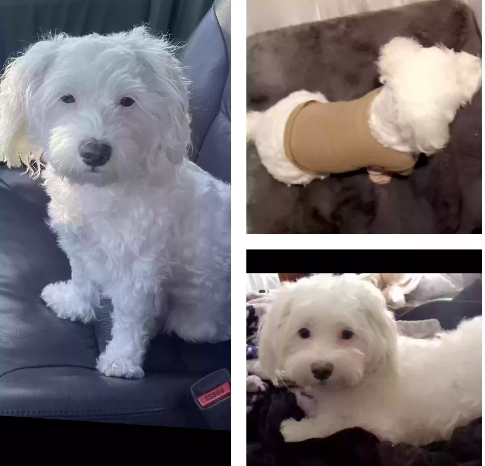 Lost dog in Inglewood, CA, 90303
