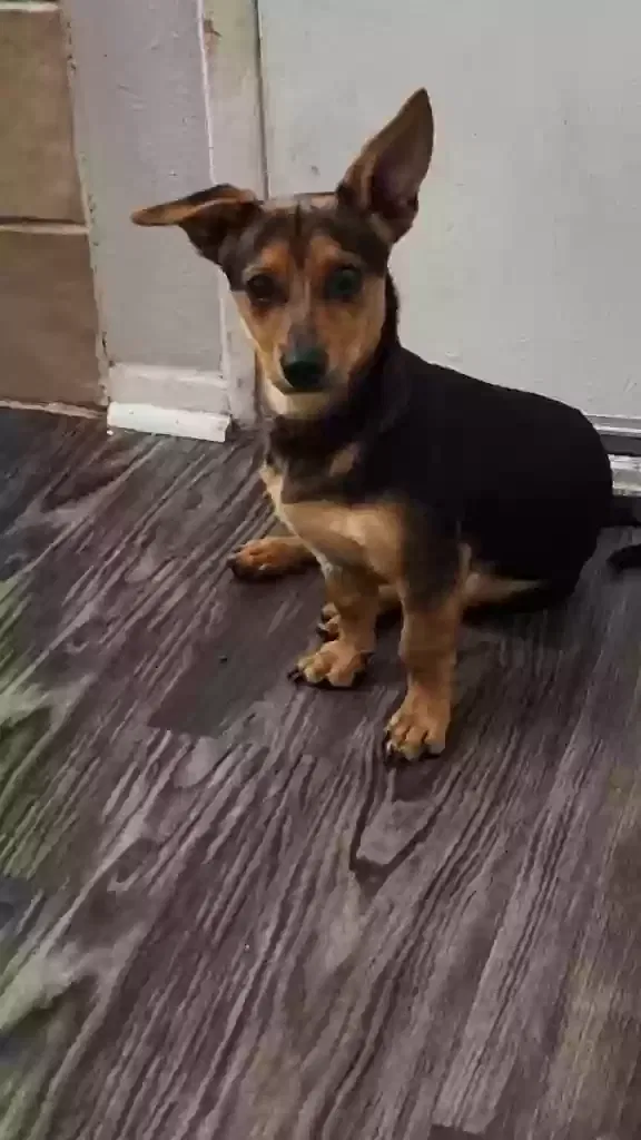Lost dog in Houston, TX, 77072