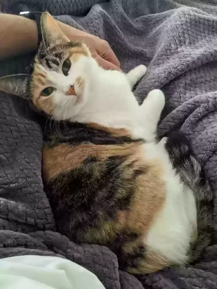 Lost cat in Sheffield Lake, OH, 44054