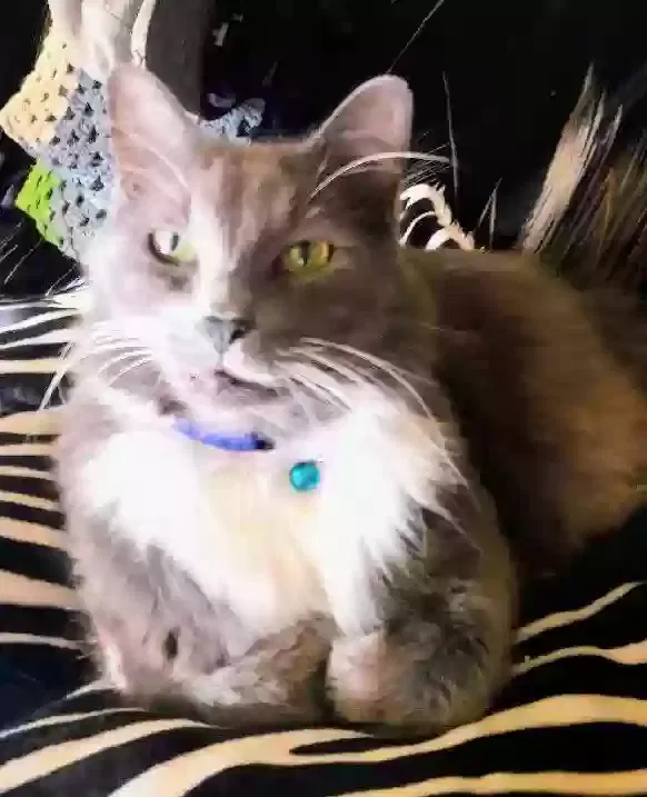 Lost cat in Bothell, WA, 98012