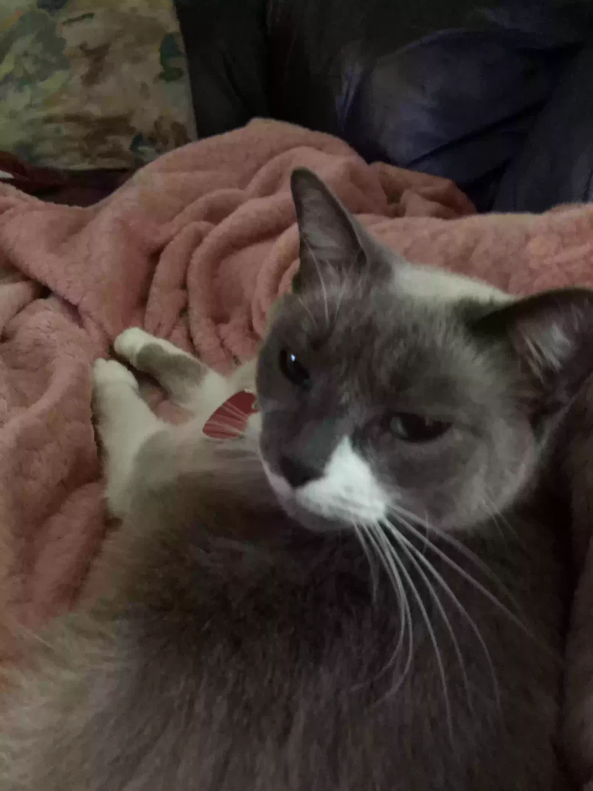 Lost cat in Hixson, TN, 37343
