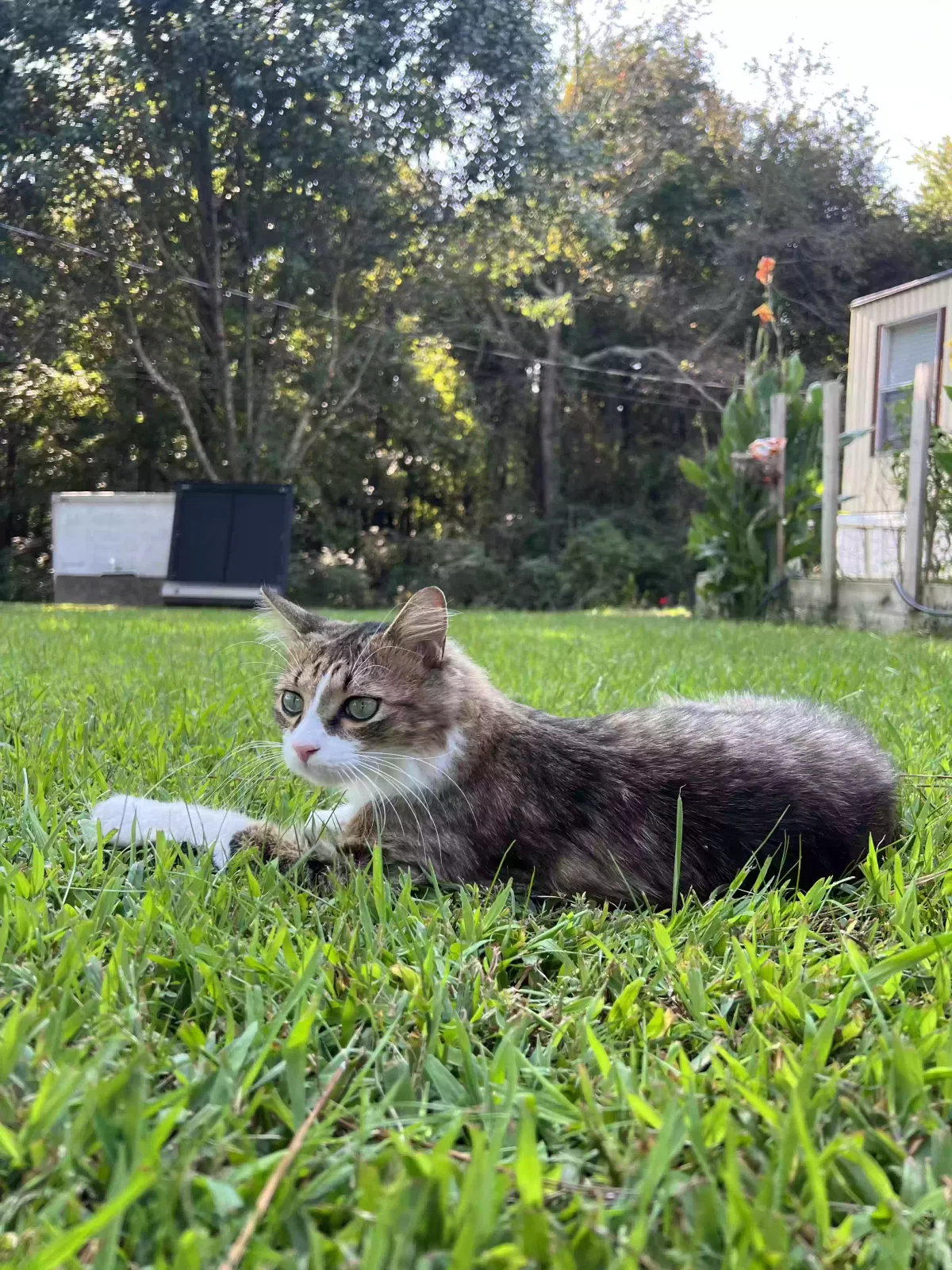 Lost cat in Dalton, GA, 30721