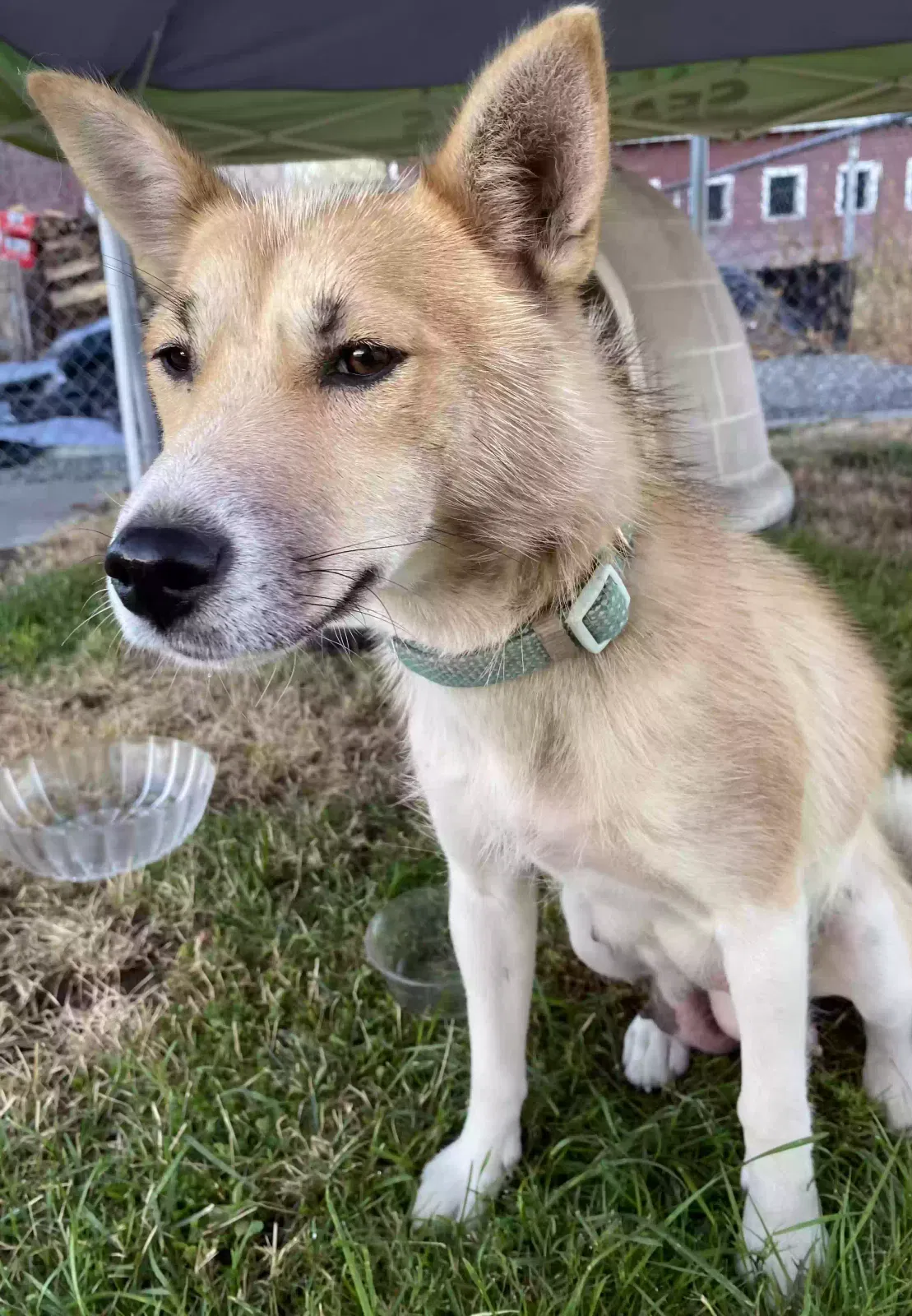 Found dog in Enumclaw, WA, 98022