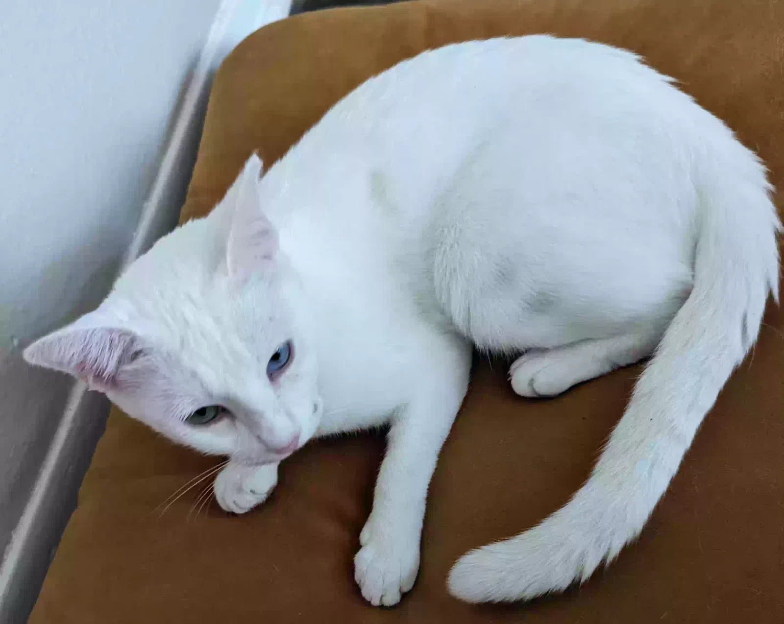 Lost cat in Austin, TX, 78745