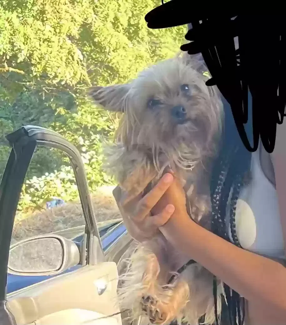 Lost dog in Tacoma, WA, 98444