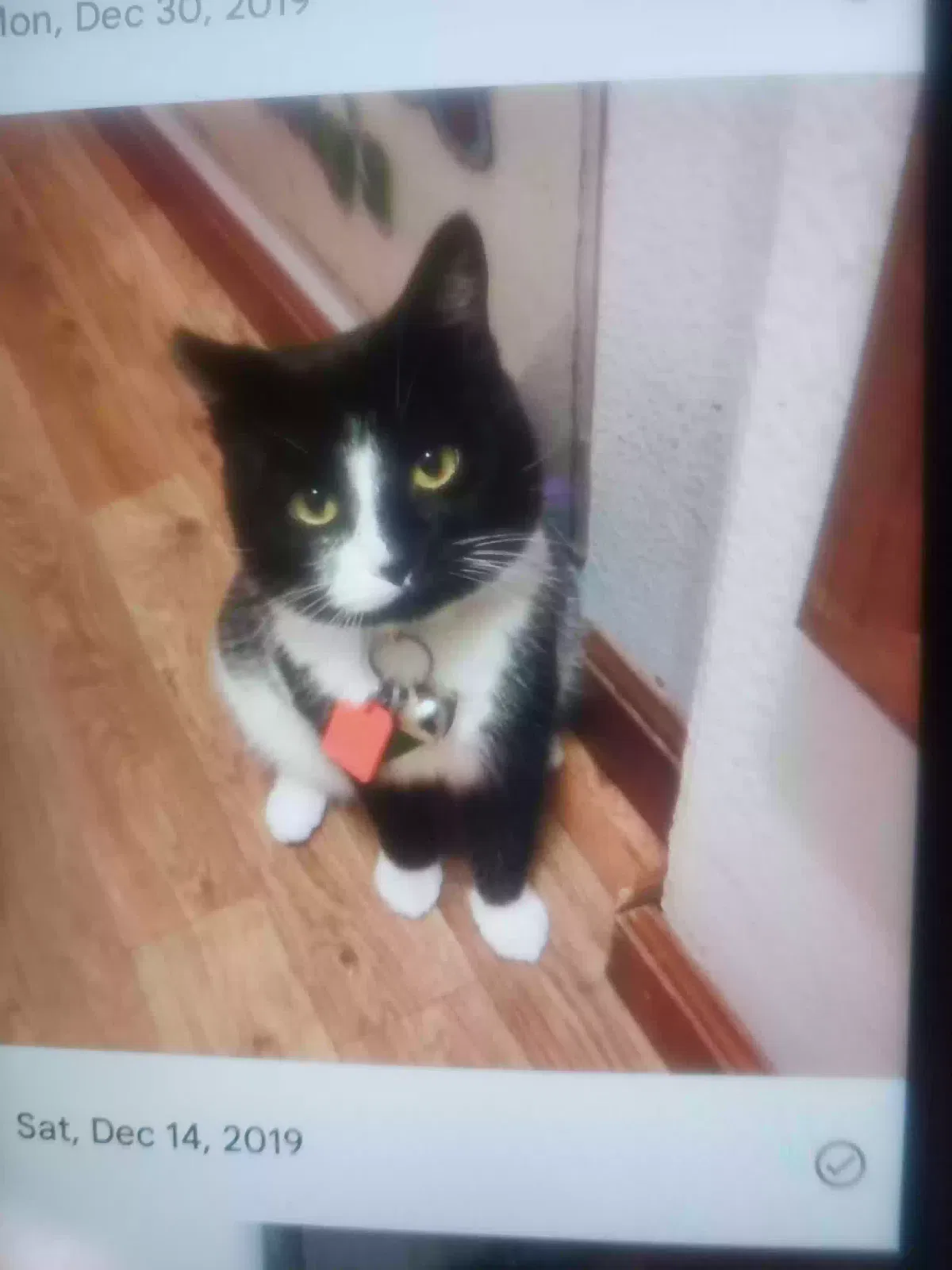 Lost cat in Unknown, WA, 98500
