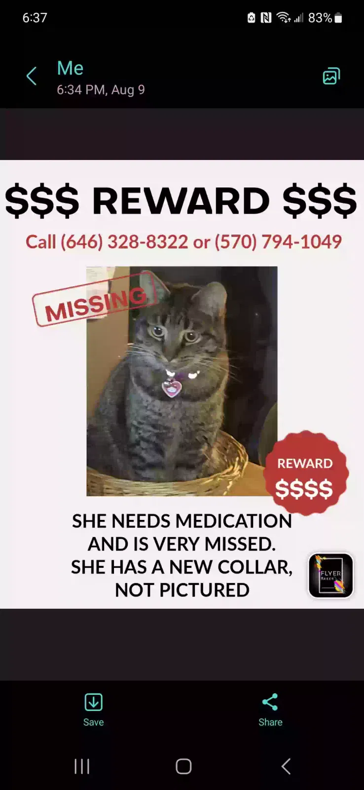 Lost cat in Shenandoah, PA, 17976