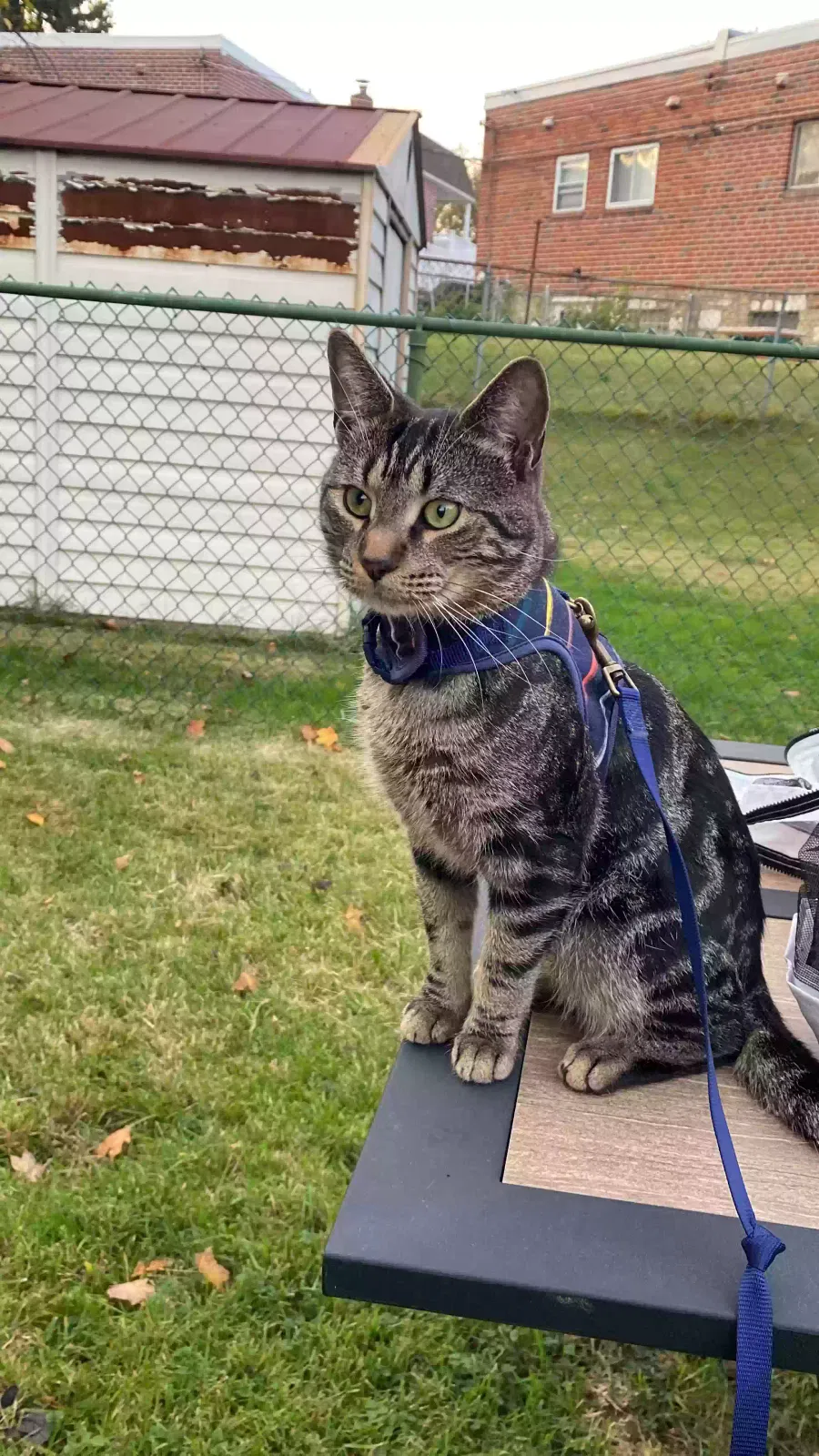 Lost cat in Philadelphia, PA, 19111