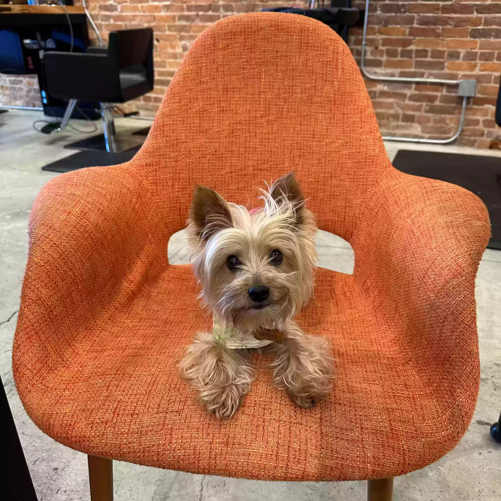 Lost dog in Pittsburg, CA, 94565