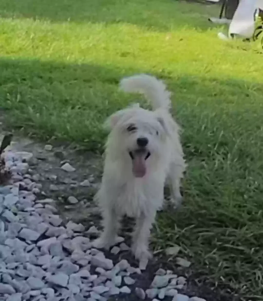 Lost dog in Orlando, FL, 32837