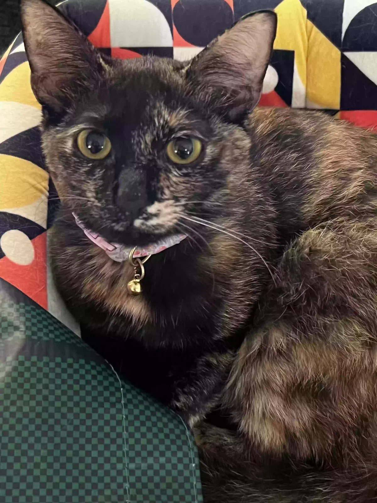 Lost cat in Spring, TX, 77373