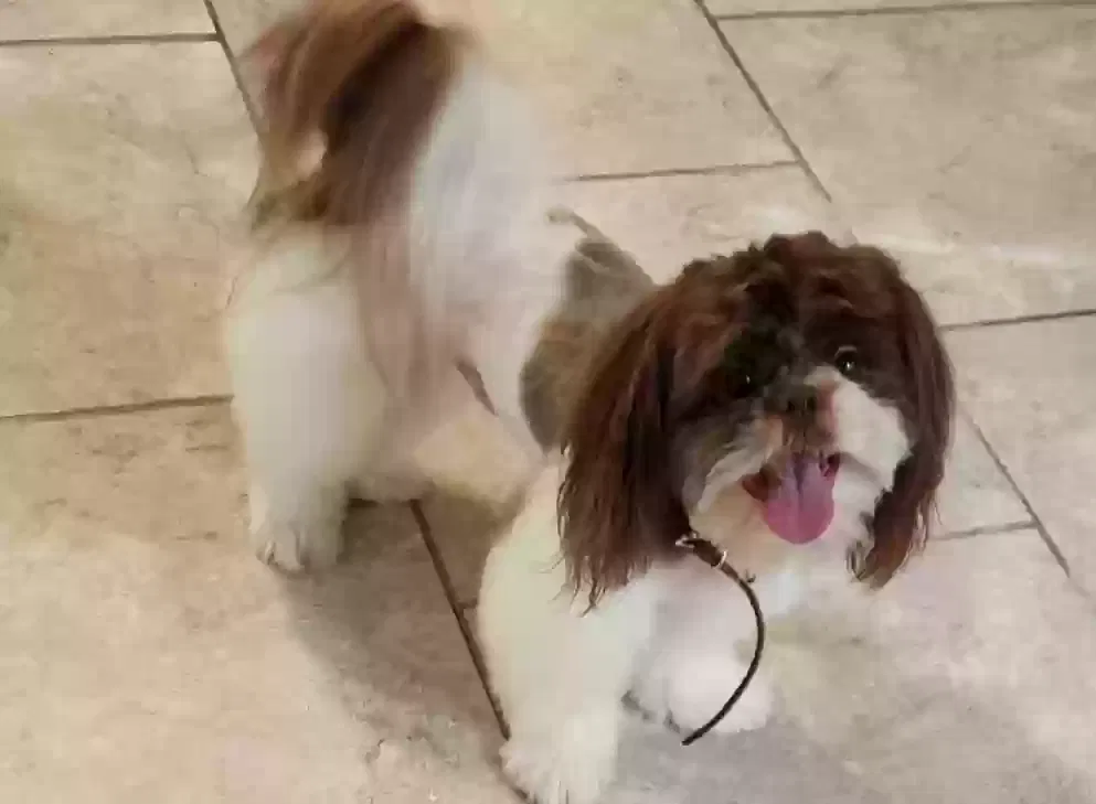 Lost dog in Lancaster, TX, 75146