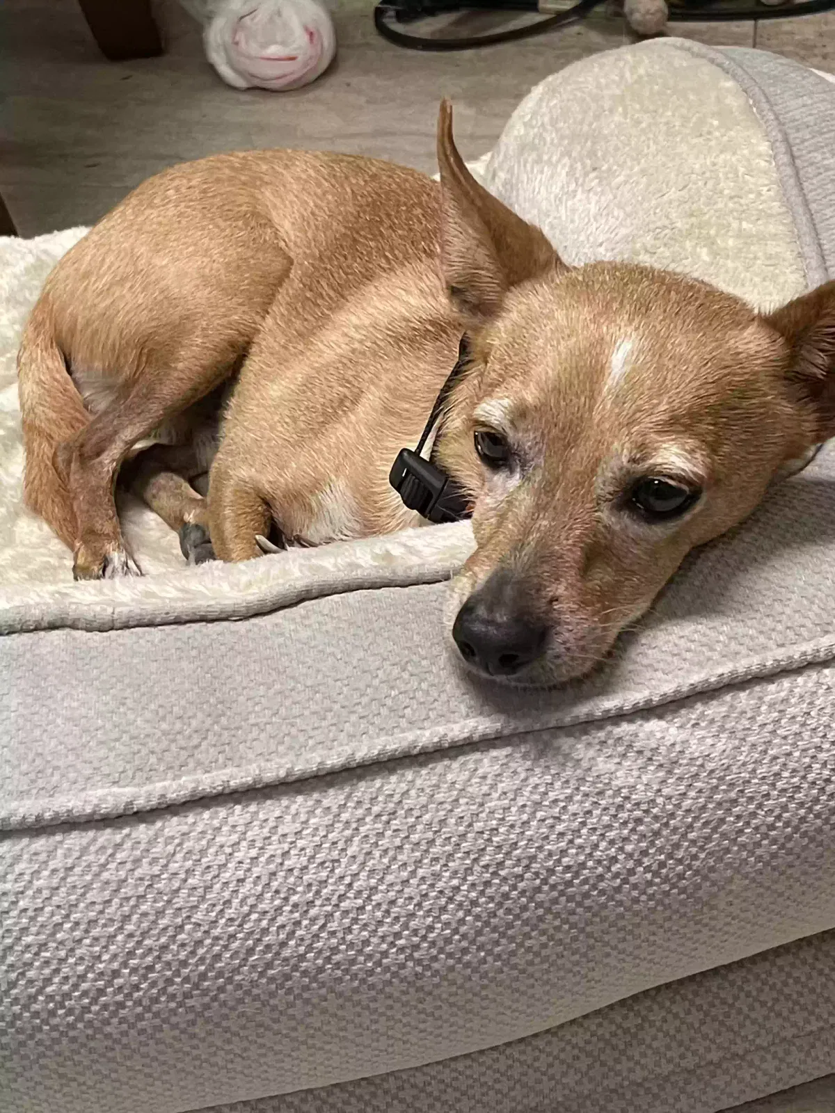 Lost dog in San Antonio, TX, 78204