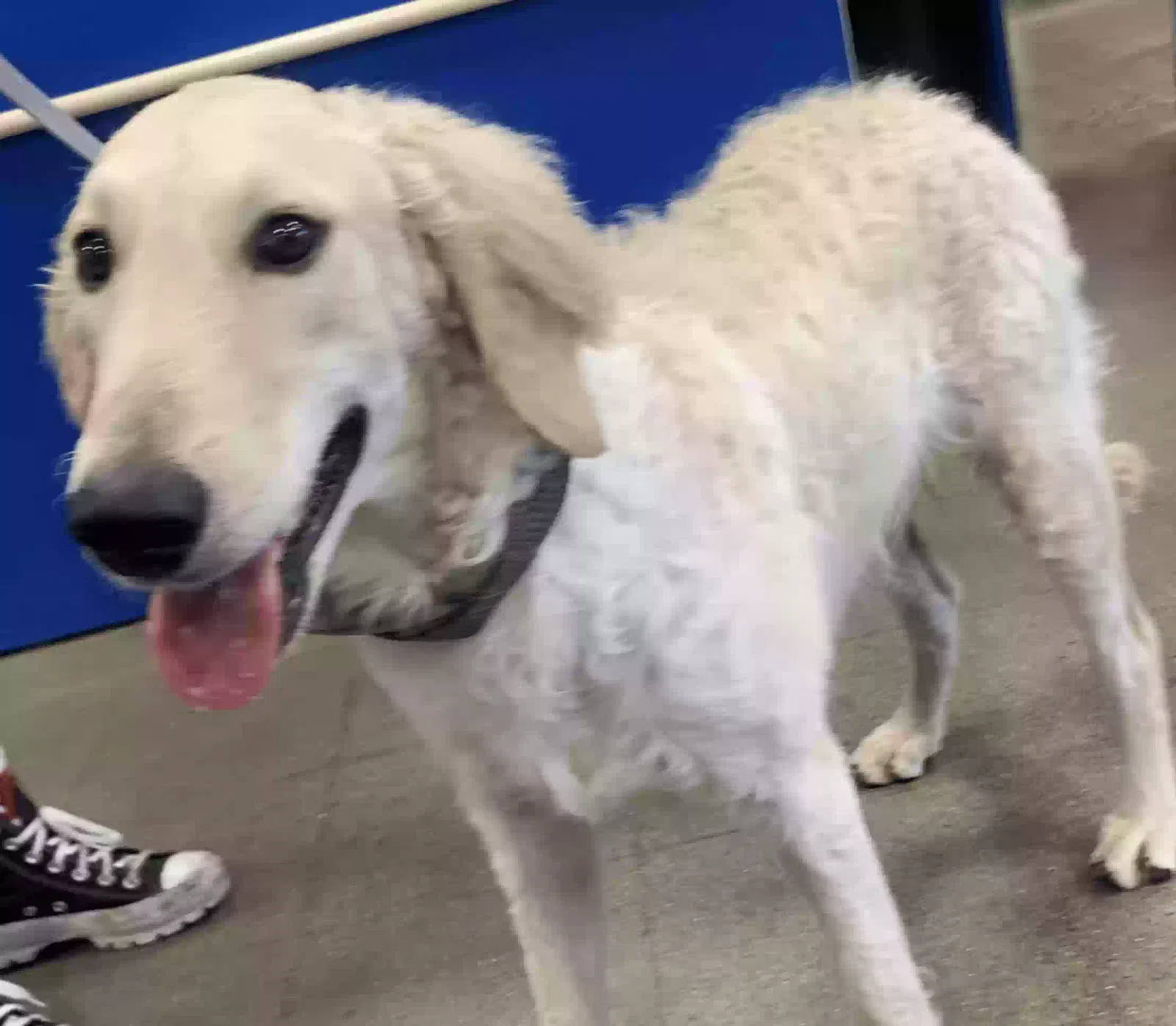Found dog in Mesa, AZ, 85207