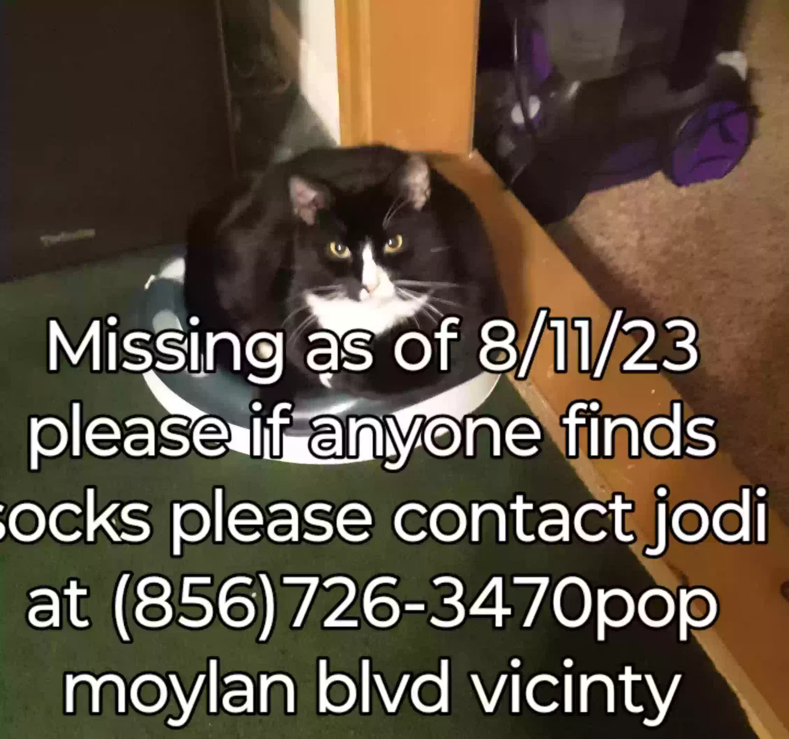 Lost cat in West Deptford, NJ, 8096