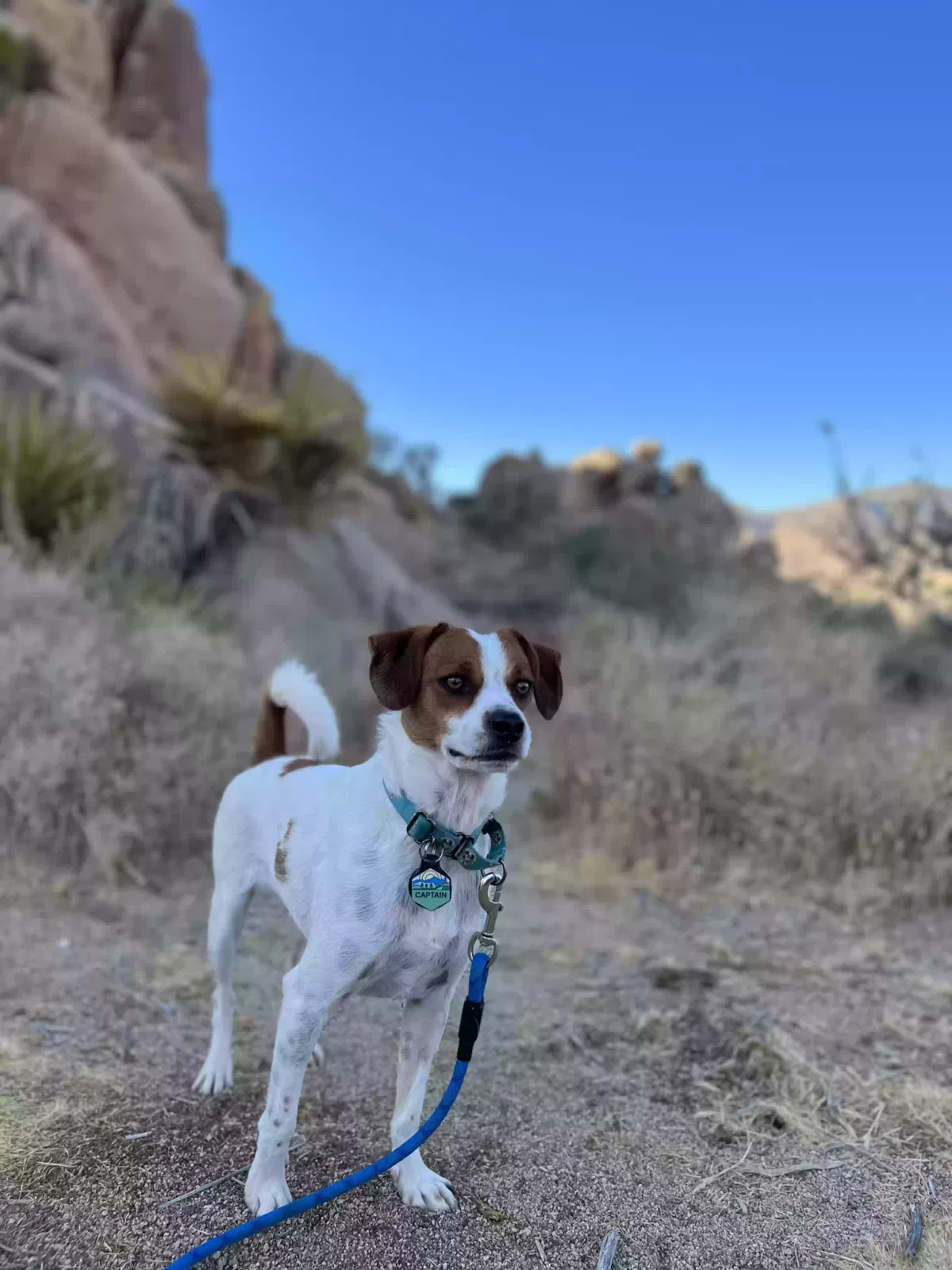 Lost dog in Garden City, ID, 83714