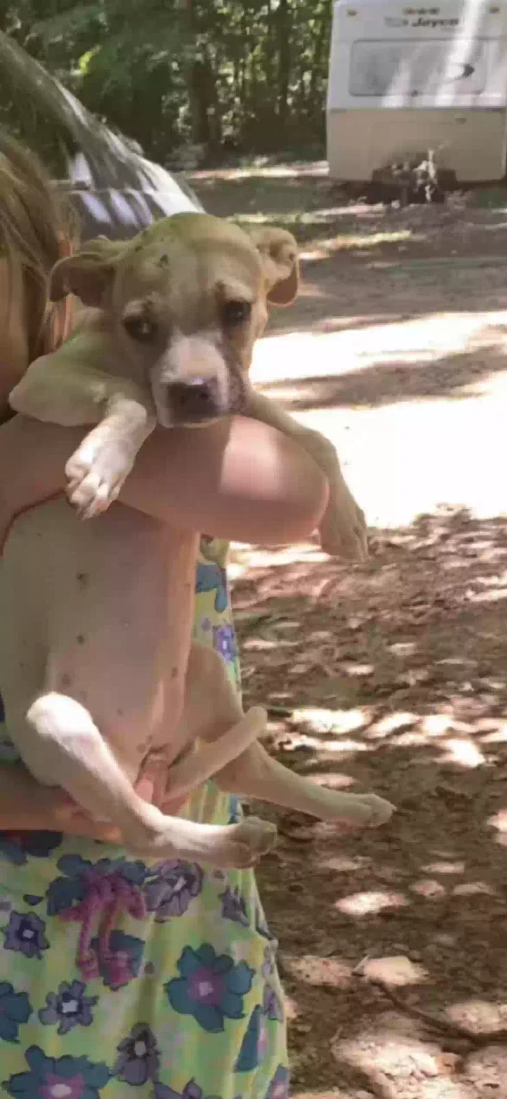 Lost dog in Oglethorpe, GA, 31068