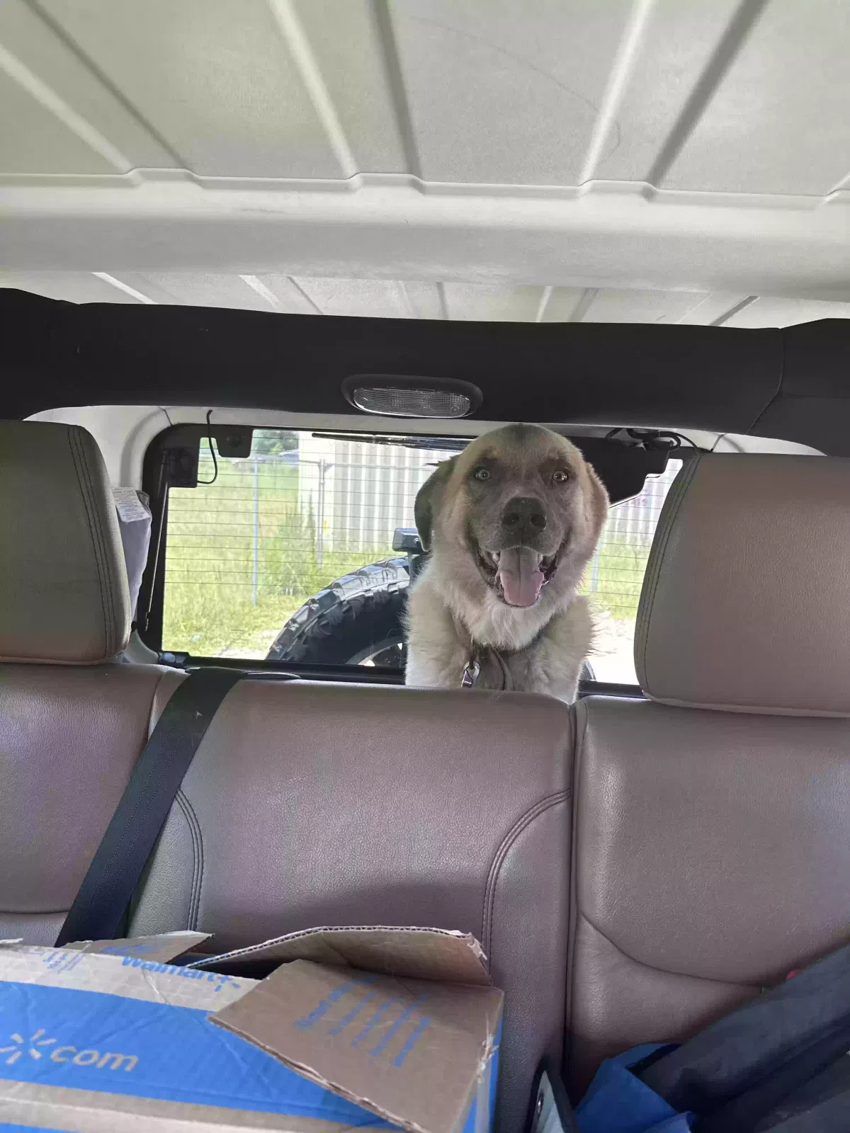 Found dog in Lake Charles, LA, 70611