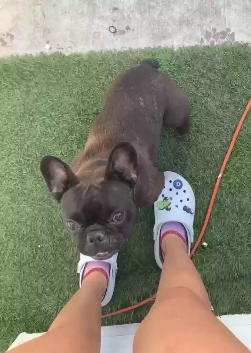 Lost dog in Bakersfield, CA, 93305