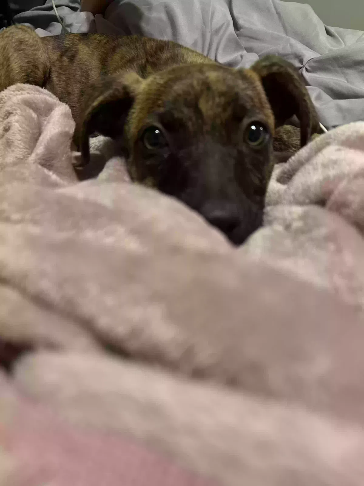 Lost dog in San Antonio, TX, 78220