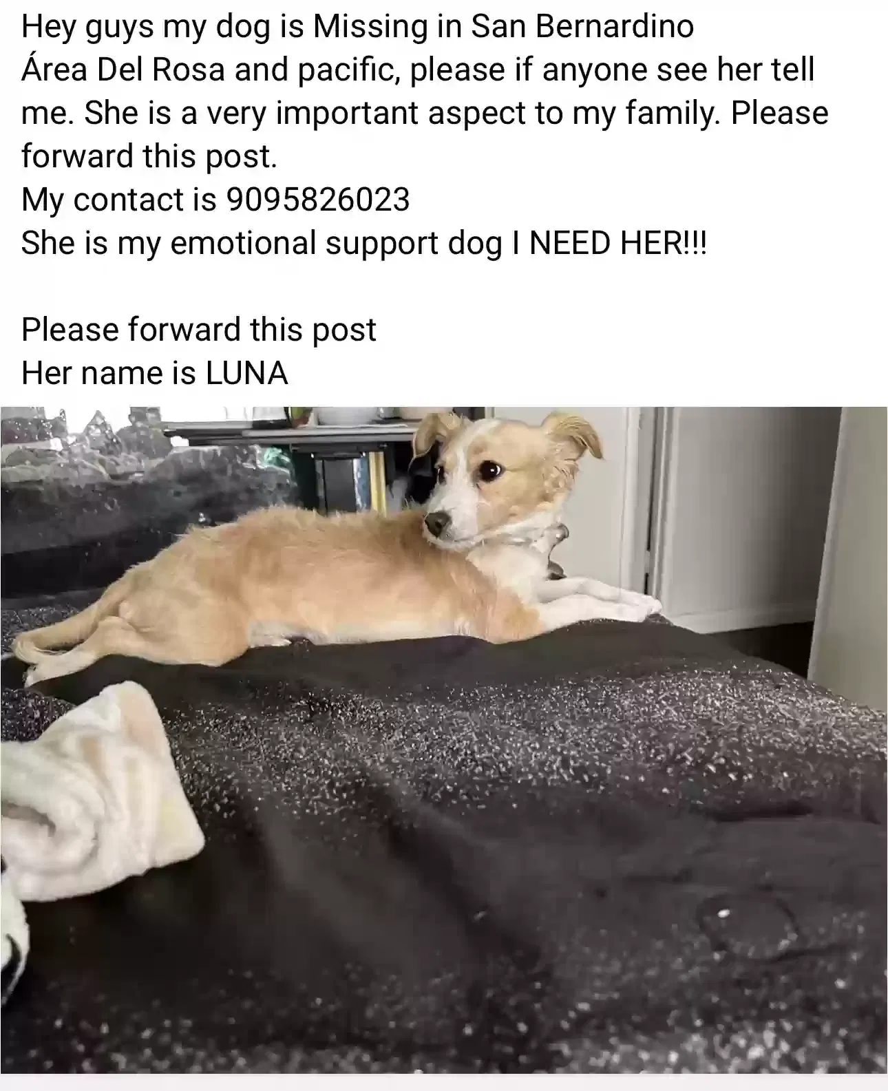 Lost dog in San Bernardino, CA, 92404